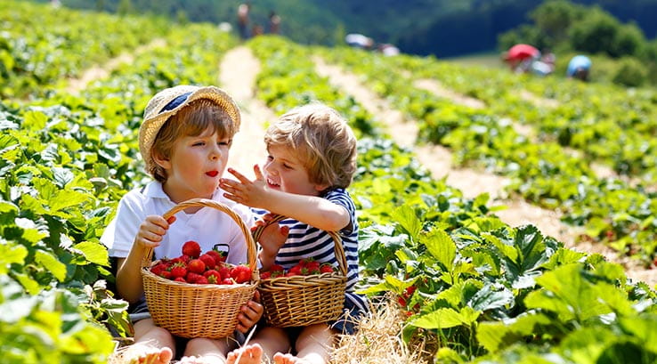 Small children eating strawberries in field