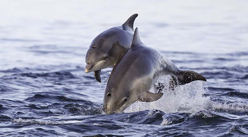 Dolphins, Cardigan Bay, Wales