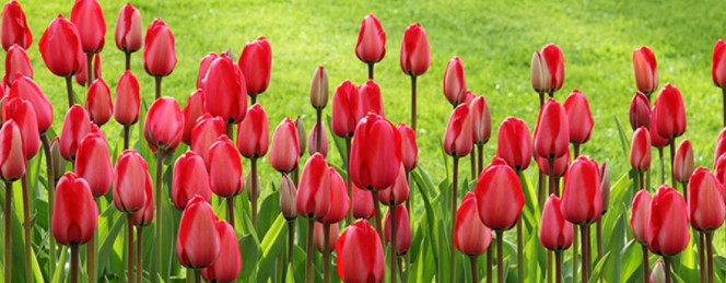 Red tulips in a green field