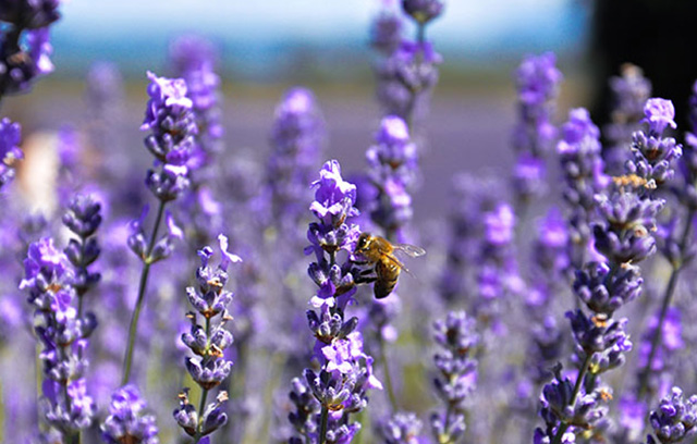 A bee on some lavender
