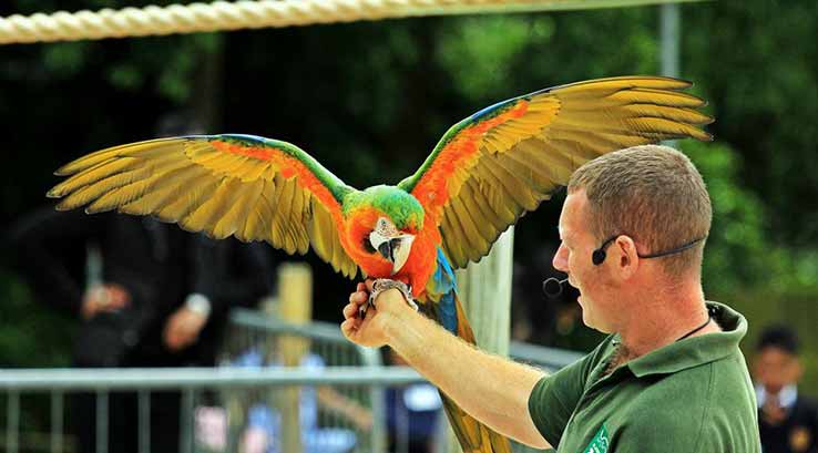 a zookeeper holding a parrot