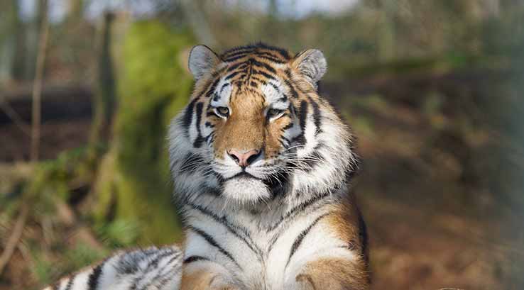 A tiger sitting down at Dartmoor Zoo