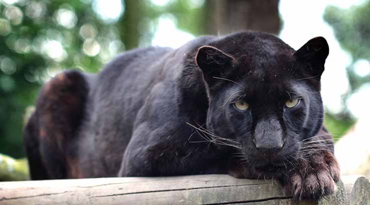 Jaguar lying on branch at Exmoor Zoo