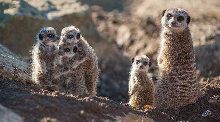 Family of meerkats at Folly Farm Adventure Park & Zoo