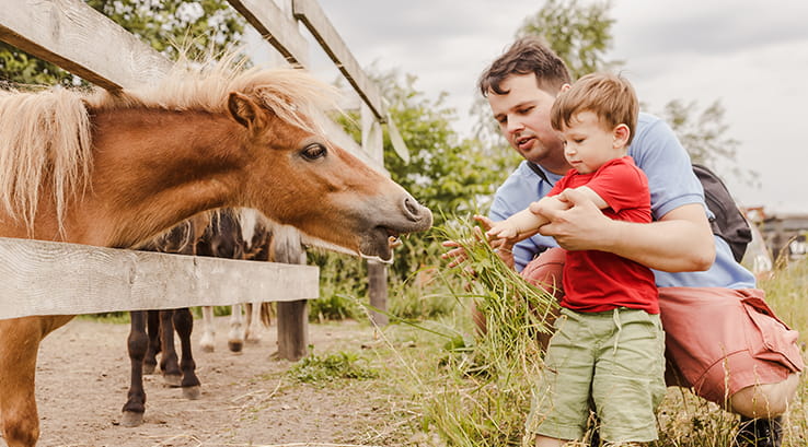 A father and son feeding a horse through a fence
