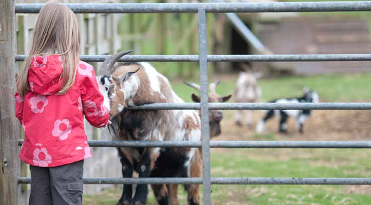 Girl feeding goats at Heads of Ayr Farm Park