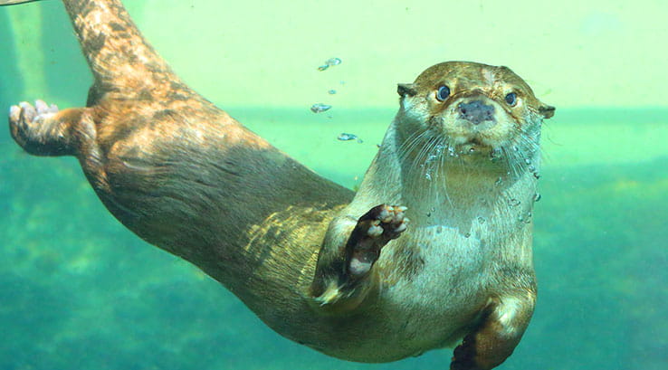 An otter swimming underwater in an aquarium