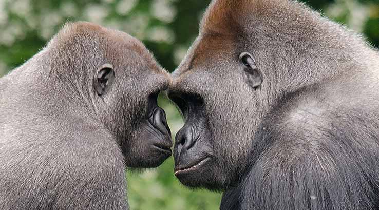 Two Gorillas touching heads at Paignton Zoo