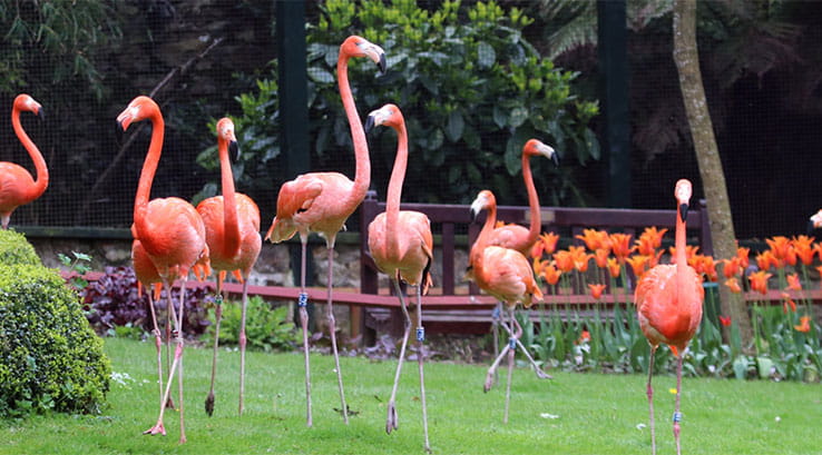 Pink flamingos walking on the grass at Paradise Park in Cornwall