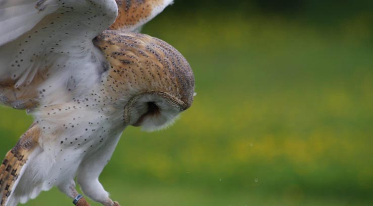 an owl flapping its wings