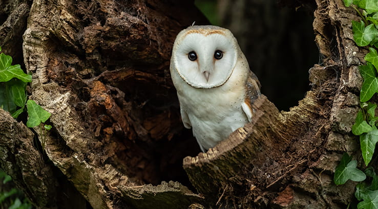 A barn owl peering out of a fallen tree trunk