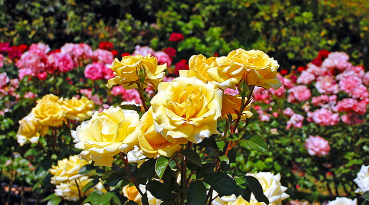 A beautiful rose garden with yellow roses in the foreground