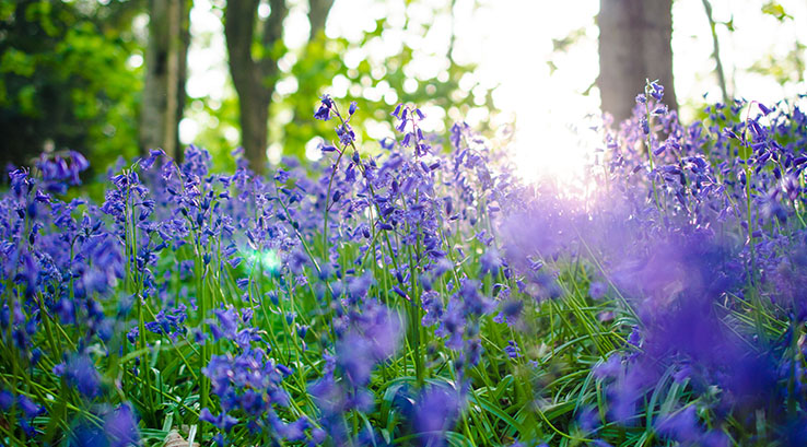 Sunlight shining through a woodland of bluebells