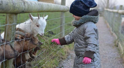 A child dressed in winter clothing feeding two goats through a wire fence