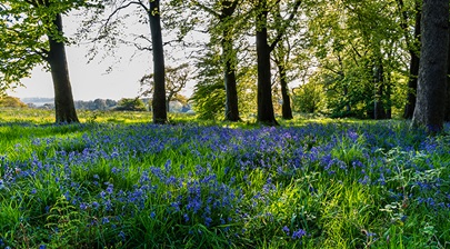 A bluebell wood in the Forest of Bowland