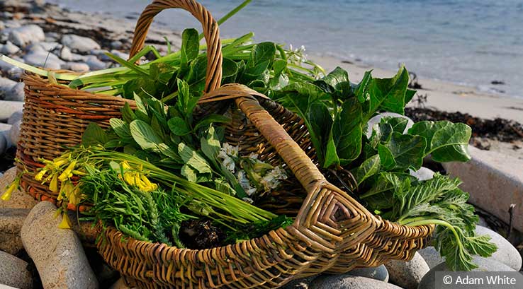 basket of green leafed vegetables on a pebble beach