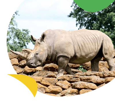 Rhinoceros walks across wall