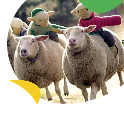 The Big Sheep farm and amusement park near Ruda Holiday Park
