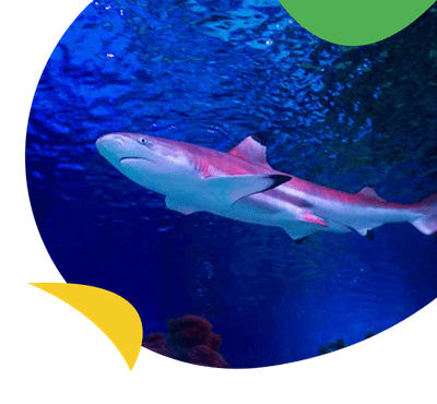 A shark swimming in the Sea Life Aquarium Loch Lomond