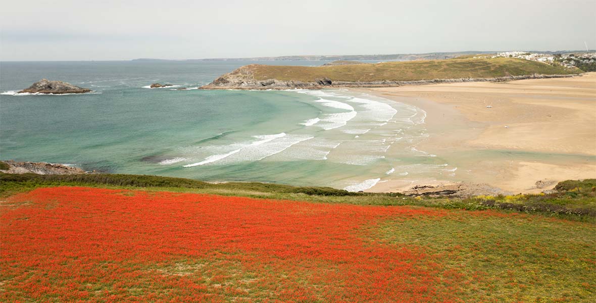 Flowers growing on a grassy headland by a beach in Cornwall