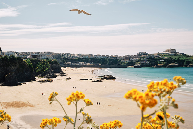 Yellow flowers framing a view over Towan Beach in Newquay