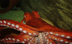 An octopus at an aquarium