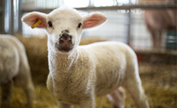 A baby lamb at Dairyland Farm World in Cornwall