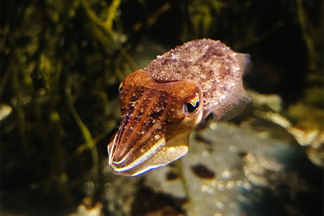 A cuttlefish in an aquarium