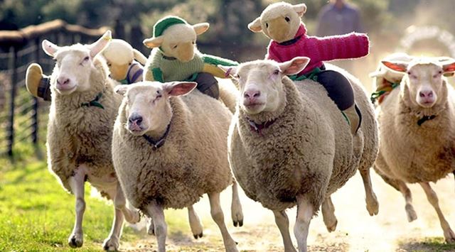 sheep racing