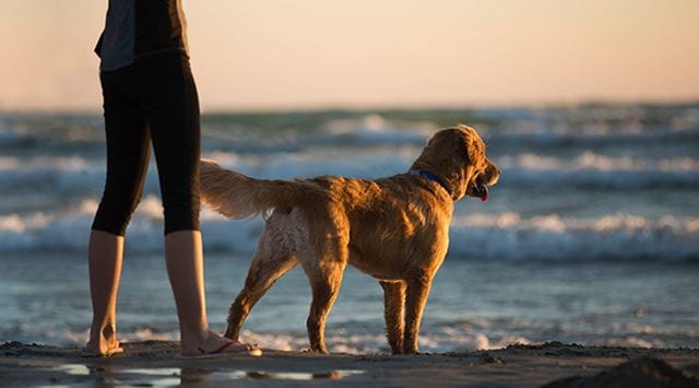 man standing at the seashore at sunset with a dog