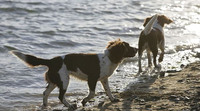 Two dogs at the beach paddling in the sea