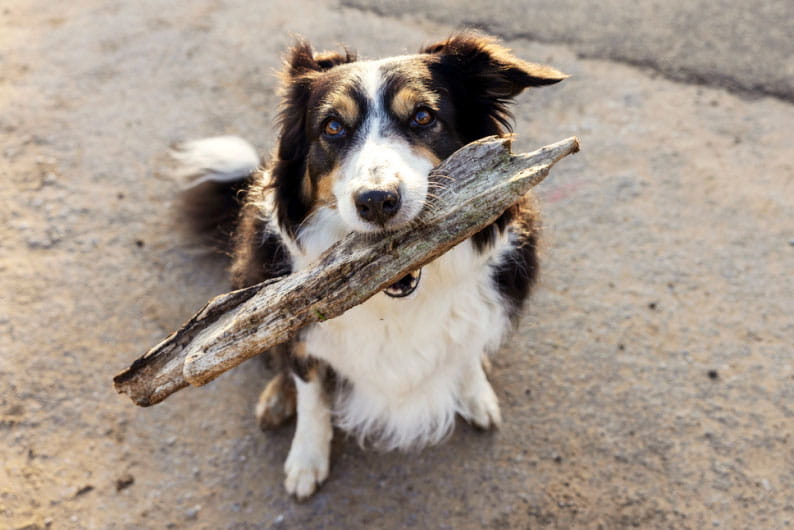 Dog holding gigantic stick on mouth